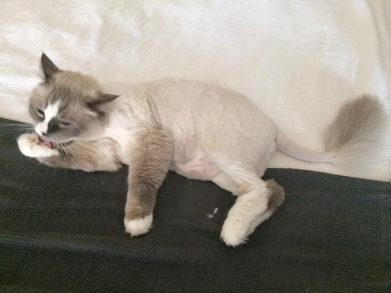 Long Haired Cat Shaved Like A Lion What Happens After My Cat Is